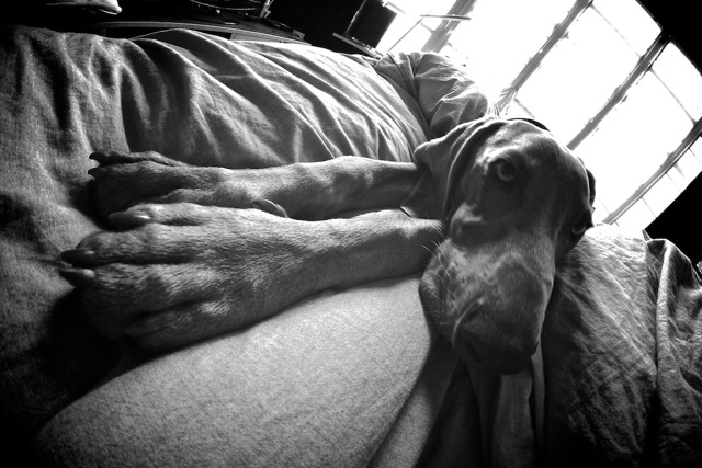 Perro